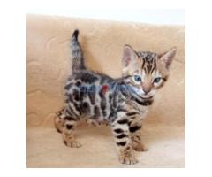 Bengalska macka Bengalski macici