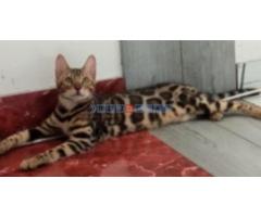 Bengalska macka Bengalski macici