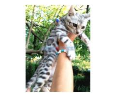 Bengalska macka Bengalski macici